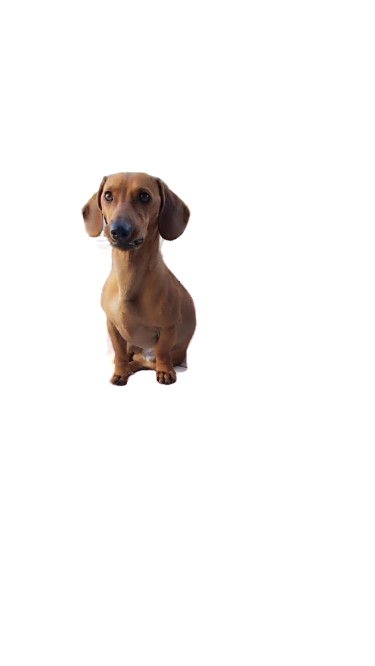 Ringo (blanco)